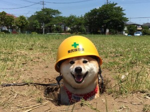 shibe